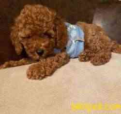 Toy Poodle Safkan Asili Mikrocipli Eğitimli Yavrularımız 2