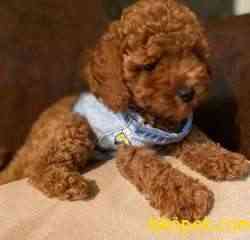 Toy Poodle Safkan Asili Mikrocipli Eğitimli Yavrularımız 1