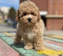 Toy Poodle Safkan Bebek Surat Küt Burun Yavrularımız 4