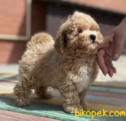 Toy Poodle Safkan Bebek Surat Küt Burun Yavrularımız 2