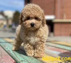 Toy Poodle Safkan Bebek Surat Küt Burun Yavrularımız 1