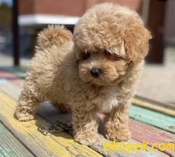 Toy Poodle Safkan Bebek Surat Küt Burun Yavrularımız 3