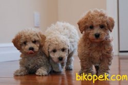 Toy Poodle Safkan Bebeklerimiz Anne Baba Belli Mikrocipli Belgeli 3