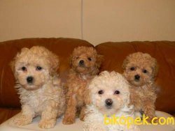 Toy Poodle Safkan Bebeklerimiz Anne Baba Belli Mikrocipli Belgeli 2
