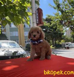 Toy Poodle Safkan Belgeli Asili Eğitimli Yavrular 4