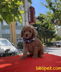 Toy Poodle Safkan Belgeli Asili Eğitimli Yavrular 3