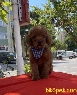 Toy Poodle Safkan Belgeli Asili Eğitimli Yavrular 2