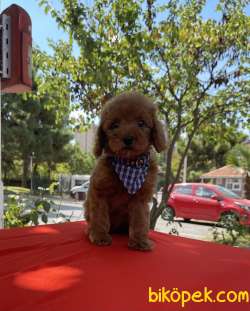 Toy Poodle Safkan Belgeli Asili Eğitimli Yavrular 1