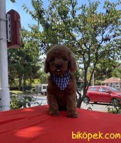 Toy Poodle Safkan Belgeli Asili Eğitimli Yavrular 5