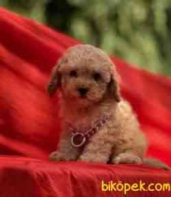 Toy Poodle Safkan Belgeli Asili Eğitimli Yavrularımız 2