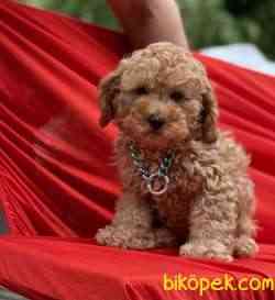 Toy Poodle Safkan Belgeli Asili Eğitimli Yavrularımız 3