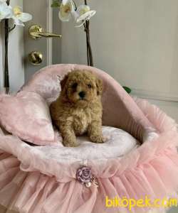 Toy Poodle Safkan Belgeli Çipli Eğitimli Yavrular 2