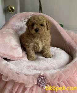 Toy Poodle Safkan Belgeli Çipli Eğitimli Yavrular 4