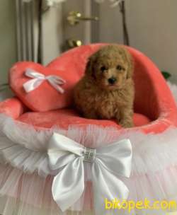 Toy Poodle Safkan Belgeli Çipli Eğitimli Yavrular 3