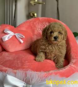 Toy Poodle Safkan Belgeli Çipli Eğitimli Yavrular 1