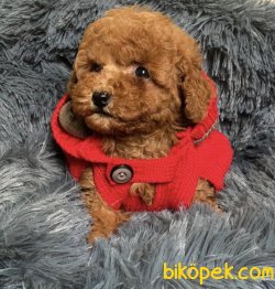 Toy Poodle Safkan Belgeli Evrakli Mikrocipli Her Renk Mevcuttur 2