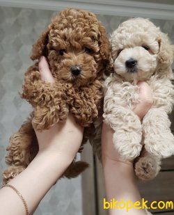 Toy Poodle Safkan Belgeli Evrakli Mikrocipli Her Renk Mevcuttur 1