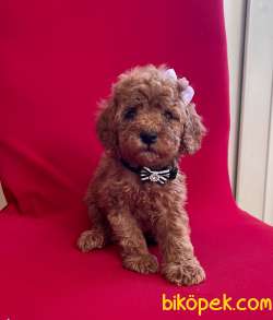 Toy Poodle Safkan Belgeli Evrakli Yavrular En Fazla Çeşit Bizde 4