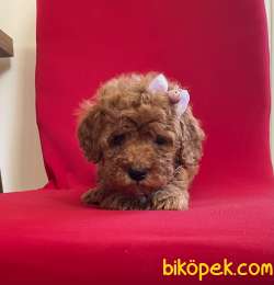 Toy Poodle Safkan Belgeli Evrakli Yavrular En Fazla Çeşit Bizde 2