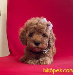 Toy Poodle Safkan Belgeli Evrakli Yavrular En Fazla Çeşit Bizde 1
