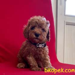 Toy Poodle Safkan Belgeli Evrakli Yavrular En Fazla Çeşit Bizde 3