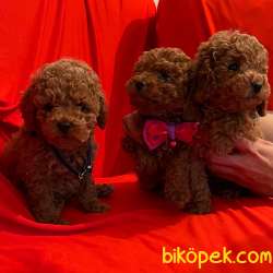 Toy Poodle Safkan Belgeli Her Renk Yavrularımız 2