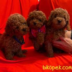 Toy Poodle Safkan Belgeli Her Renk Yavrularımız 1