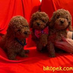 Toy Poodle Safkan Belgeli Her Renk Yavrularımız 3