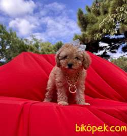 Toy Poodle Safkan Belgeli Mikrocipli Yavrular 3