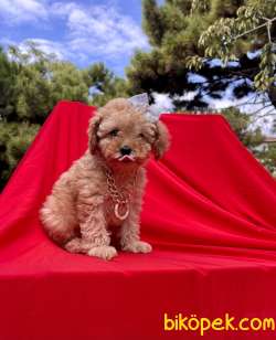 Toy Poodle Safkan Belgeli Mikrocipli Yavrular 1
