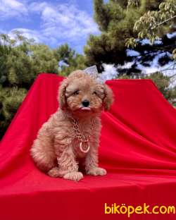 Toy Poodle Safkan Belgeli Mikrocipli Yavrular 5