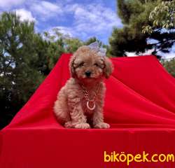 Toy Poodle Safkan Belgeli Mikrocipli Yavrular 4