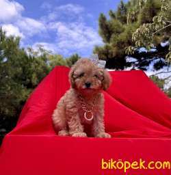 Toy Poodle Safkan Belgeli Mikrocipli Yavrular 2