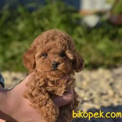 Toy Poodle Safkan Belgeli Mikrocipli Yavrularımız 2
