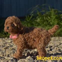 Toy Poodle Safkan Belgeli Mikrocipli Yavrularımız 1