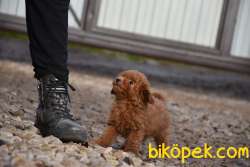 Toy Poodle Safkan Belgeli Mikrocipli Yavrularımız 4