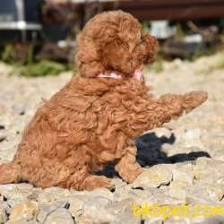 Toy Poodle Safkan Belgeli Mikrocipli Yavrularımız 3