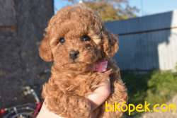 Toy Poodle Safkan Belgeli Mikrocipli Yavrularımız 5