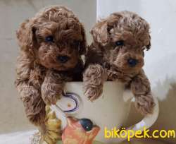 Toy Poodle Safkan Belgeli Mini Yavrularımız 1