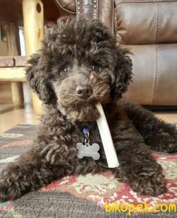 Toy Poodle Safkan Belgeli Mini Yavrularımız 2
