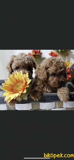 Toy Poodle Safkan Belgeli Mini Yavrularımız 4