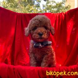 Toy Poodle Safkan Belgeli Red Yavrularımız 1