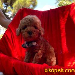 Toy Poodle Safkan Belgeli Red Yavrularımız 3