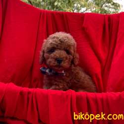 Toy Poodle Safkan Belgeli Red Yavrularımız 2