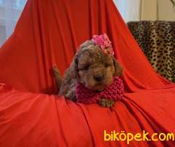 Toy Poodle Safkan Belgeli Yavrularımız 5