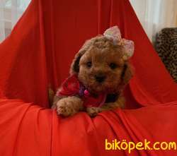 Toy Poodle Safkan Belgeli Yavrularımız 4