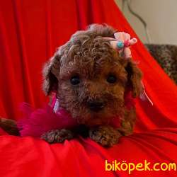 Toy Poodle Safkan Belgeli Yavrularımız 1