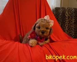 Toy Poodle Safkan Belgeli Yavrularımız 2