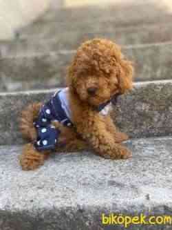 Toy Poodle Safkan Belgeli Yavrularımız 2