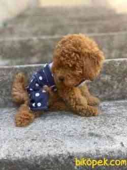 Toy Poodle Safkan Belgeli Yavrularımız 4